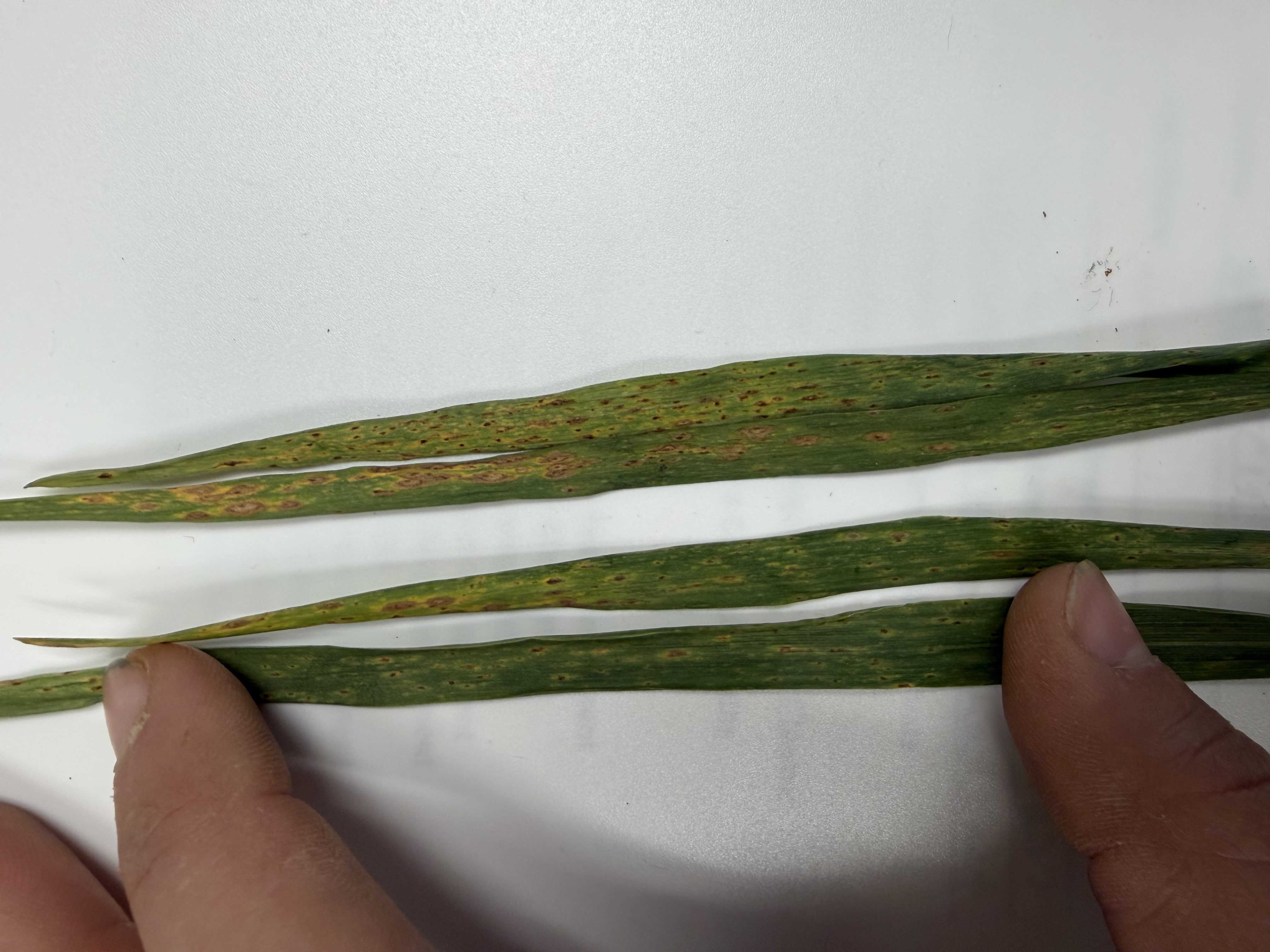 Leaf blotch_MC.jpeg